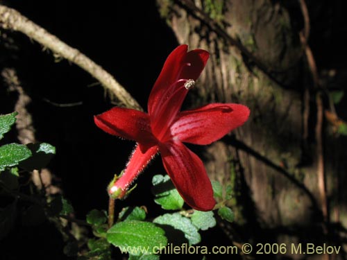 Фотография Asteranthera ovata (Estrellita). Щелкните, чтобы увеличить вырез.